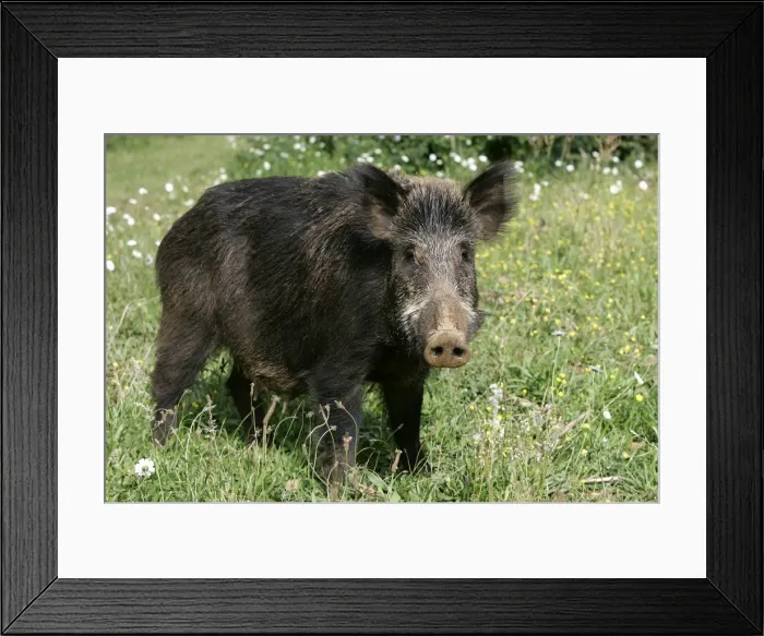 Framed Print : Wild Boar. France Framed Print : Wild Boar. France