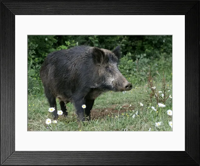 Framed Print : Wild Boar. France Framed Print : Wild Boar. France