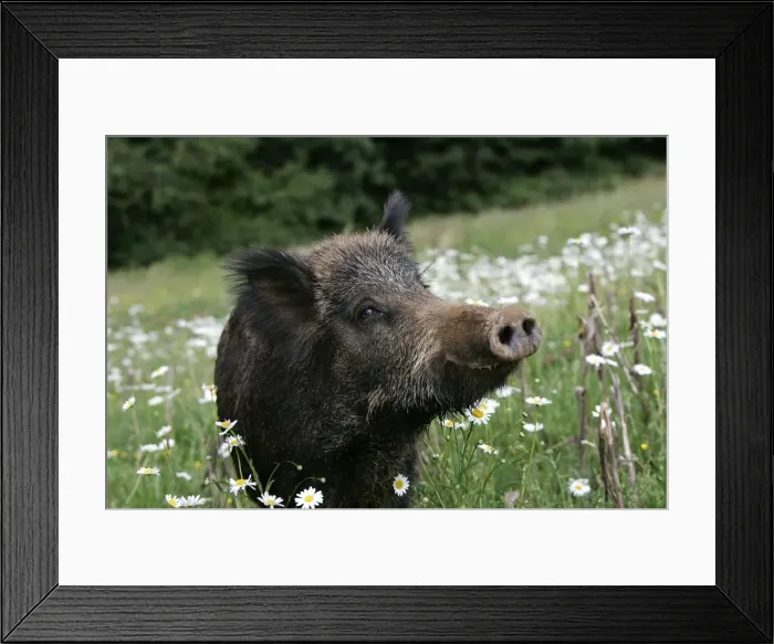 Framed Print : Wild Boar. France Framed Print : Wild Boar. France