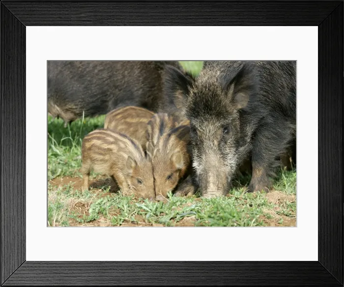 Framed Print : Wild Boar - female with young. France Framed Print : Wild Boar - female with young. France