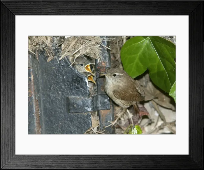 Framed Print : European Wren - at nest in old door in garden Framed Print : European Wren - at nest in old door in garden