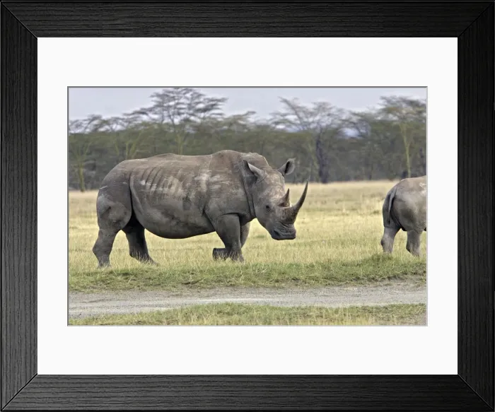 Framed Print : White Rhinoceros Nakuru, Kenya Framed Print : White Rhinoceros Nakuru, Kenya