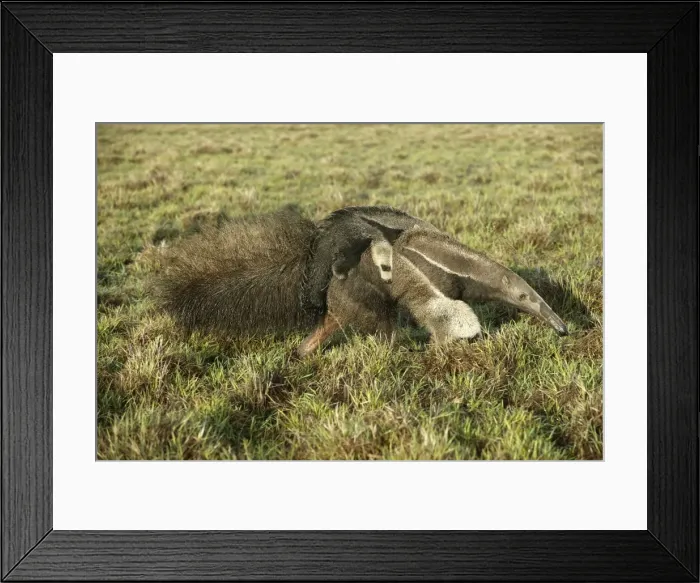 Framed Print : Giant Anteater - Female carrying baby Grand fourmilier ou Fourmilier geant Framed Print : Giant Anteater - Female carrying baby Grand fourmilier ou Fourmilier geant