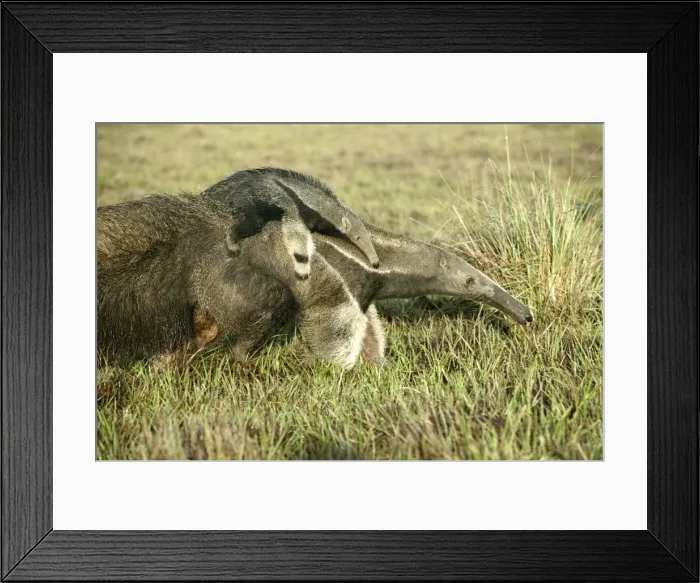 Framed Print : Giant Anteater - Female carrying baby Llanos, Venezuela Framed Print : Giant Anteater - Female carrying baby Llanos, Venezuela