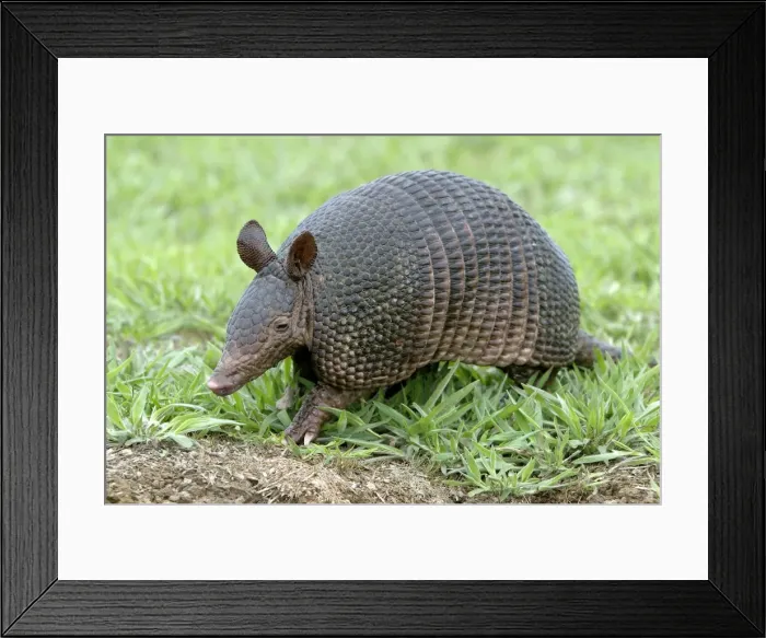 Framed Print : Llanos Long-nosed Armadillo. Llanos Venezuela Framed Print : Llanos Long-nosed Armadillo. Llanos Venezuela