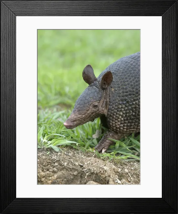 Framed Print : Llanos Long-nosed Armadillo. Llanos Venezuela