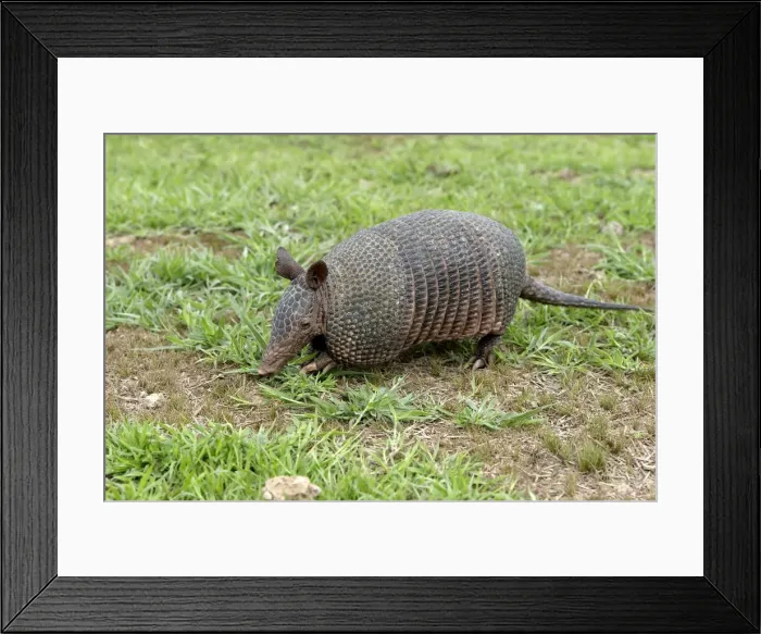 Framed Print : Llanos Long-nosed Armadillo. Llanos Venezuela Framed Print : Llanos Long-nosed Armadillo. Llanos Venezuela