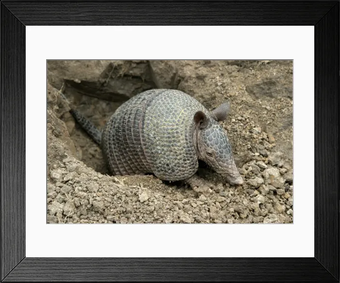 Framed Print : Llanos Long-nosed Armadillo. Llanos Venezuela Framed Print : Llanos Long-nosed Armadillo. Llanos Venezuela