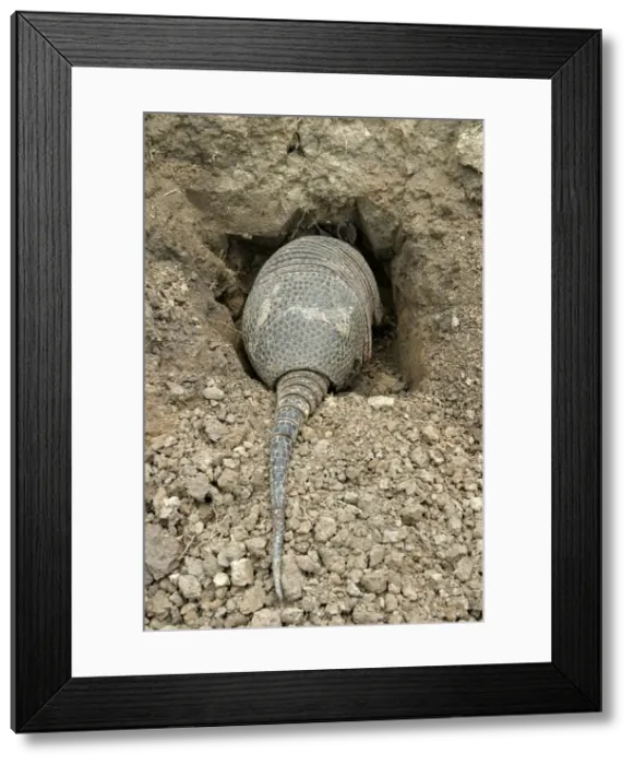 Framed Print : Llanos Long-nosed Armadillo - entering burrow. Llanos Venezuela Framed Print : Llanos Long-nosed Armadillo - entering burrow. Llanos Venezuela