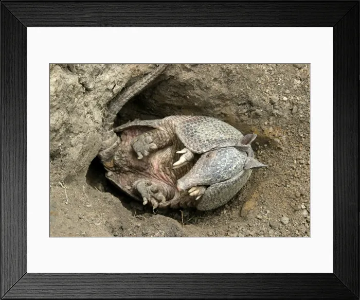 Framed Print : Llanos Long-nosed Armadillo - on back. Llanos Venezuela Framed Print : Llanos Long-nosed Armadillo - on back. Llanos Venezuela