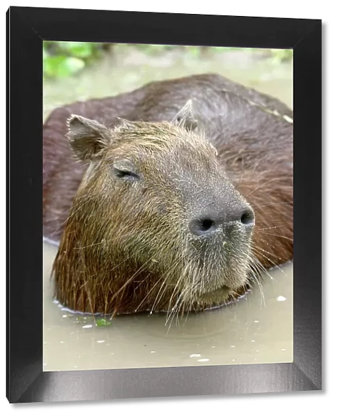 Capybara - in water. Ilanos, Venezuela