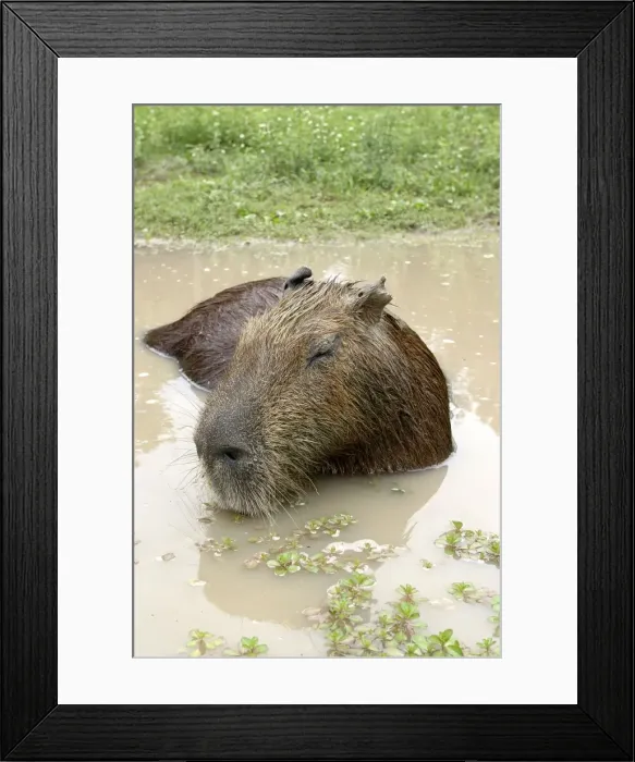 Framed Print : Capybara - in water. Ilanos, Venezuela Framed Print : Capybara - in water. Ilanos, Venezuela