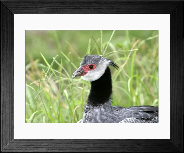 Framed Print : Crested Screamer. Venezuela Framed Print : Crested Screamer. Venezuela