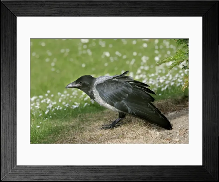 Framed Print : Hooded Crow. Austria Framed Print : Hooded Crow. Austria