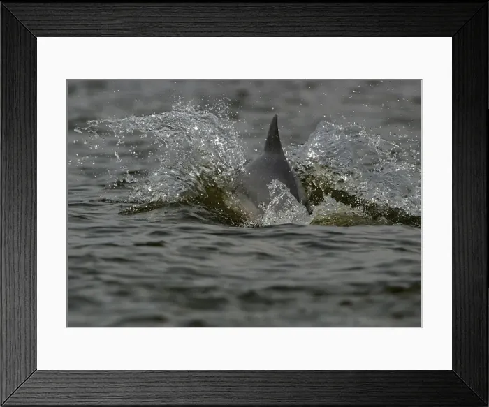 Framed Print : Boto / Amazon River / Pink dolphin. Maracaibo, Venezuela Framed Print : Boto / Amazon River / Pink dolphin. Maracaibo, Venezuela