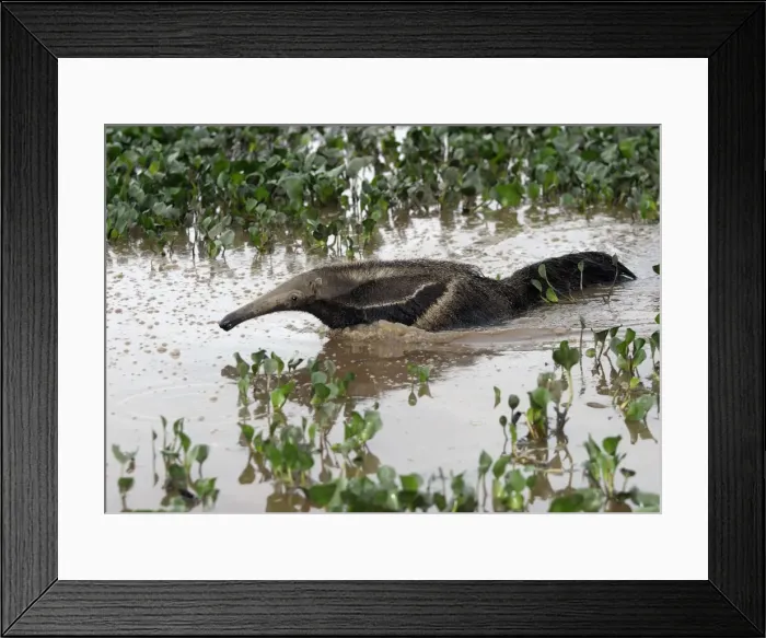 Framed Print : Giant Anteater - in water Framed Print : Giant Anteater - in water