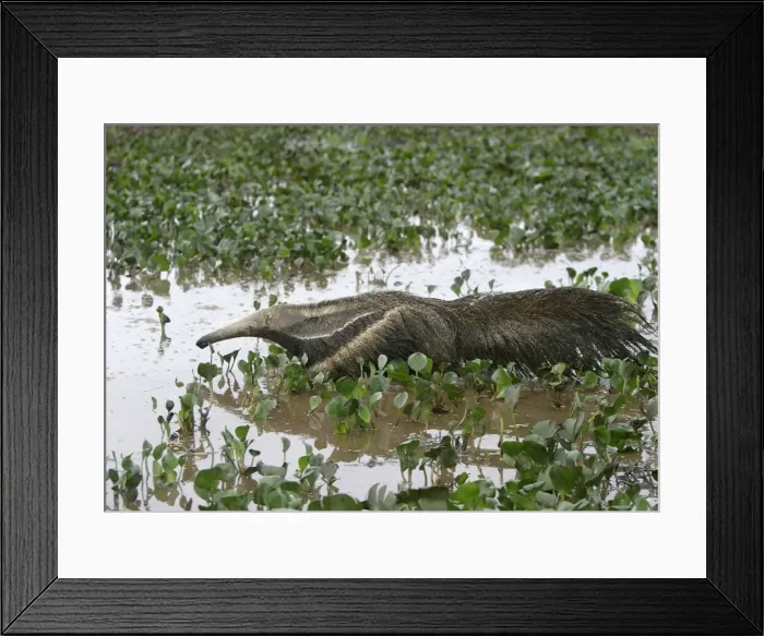 Framed Print : Giant Anteater - in water Framed Print : Giant Anteater - in water