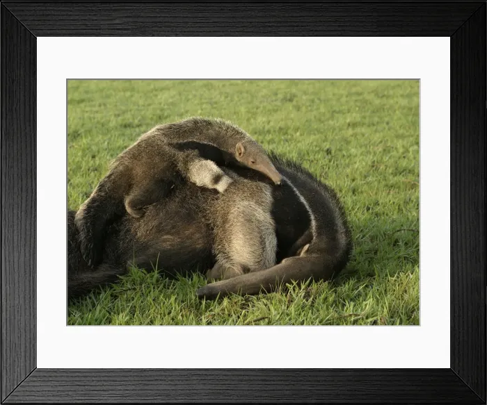 Framed Print : Giant Anteater - female & baby. Ilanos, Venezuela Framed Print : Giant Anteater - female & baby. Ilanos, Venezuela