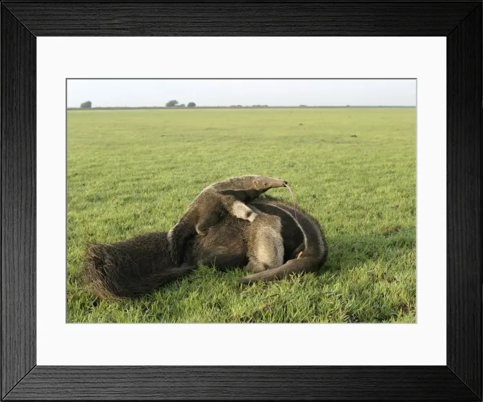 Framed Print : Giant Anteater - female & baby, showing long tongue. Ilanos, Venezuela Framed Print : Giant Anteater - female & baby, showing long tongue. Ilanos, Venezuela