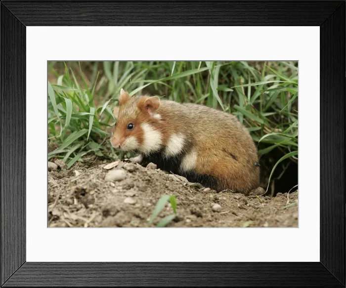 Framed Print : Common  /  European Hamster. Alsace France