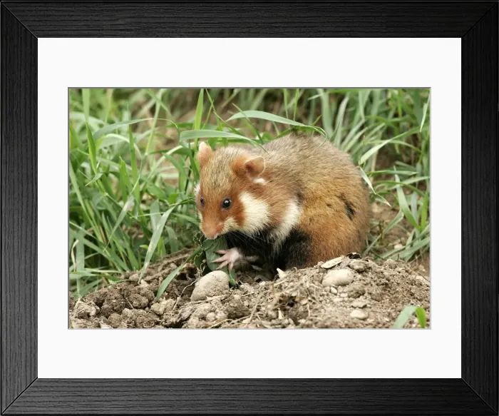 Framed Print : Common  /  European Hamster - eating. Alsace France