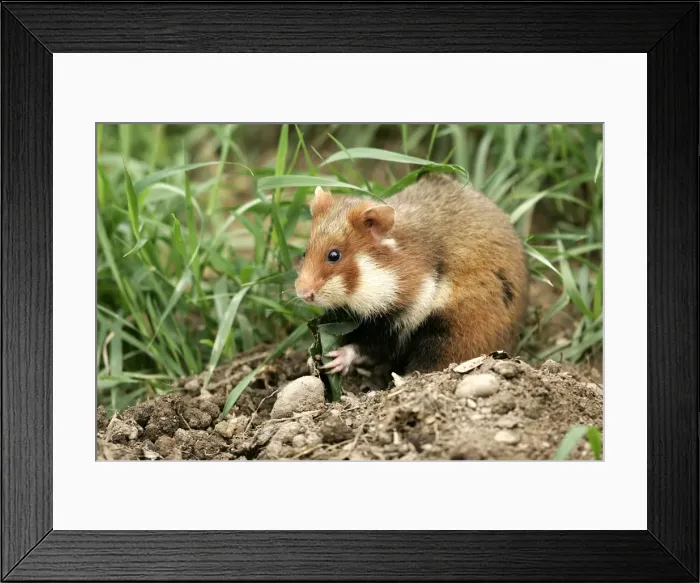 Framed Print : Common  /  European Hamster - eating. Alsace France