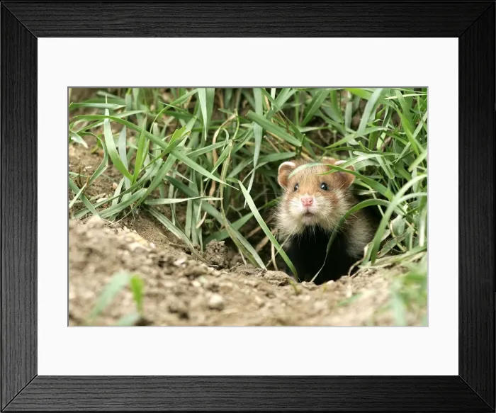 Framed Print : Common / European Hamster. Alsace France Framed Print : Common / European Hamster. Alsace France
