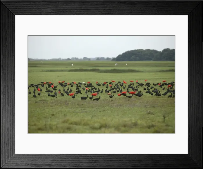Framed Print : Ibis - Glossy Ibis (Plegadis falcinellus) and Scarlet ibis (Eudocimus ruber). Llanos, Venezuela Framed Print : Ibis - Glossy Ibis (Plegadis falcinellus) and Scarlet ibis (Eudocimus ruber). Llanos, Venezuela