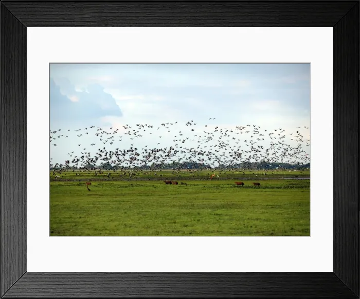 Framed Print : Venezuela - view over Llanos, with birds in flight Framed Print : Venezuela - view over Llanos, with birds in flight