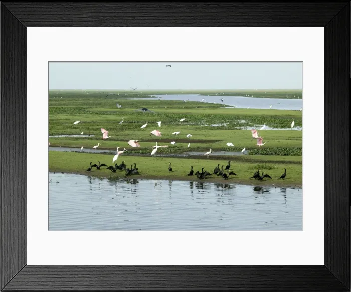 Framed Print : Neotropic / Olivaceus Cormorant, (Phalacrocorax olivaceus), American Wood Stork (Mycteria americana), Great Egret (Casmerodius albus), Roseate Spoonbill, (Ajaja ajaja). Llanos, Venezuela Framed Print : Neotropic / Olivaceus Cormorant, (Phalacrocorax olivaceus), American Wood Stork (Mycteria americana), Great Egret (Casmerodius albus), Roseate Spoonbill, (Ajaja ajaja). Llanos, Venezuela