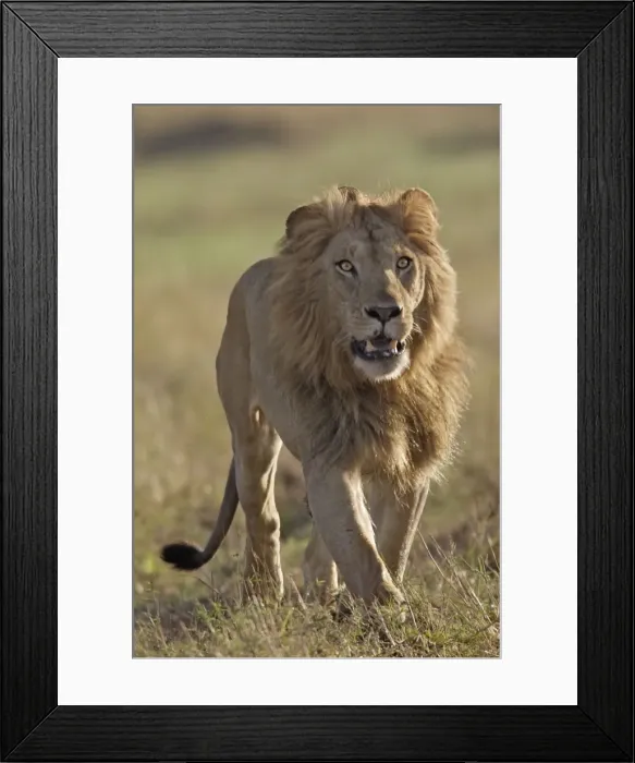 Framed Print : Lion - male. Maasai Mara - Kenya - Africa Framed Print : Lion - male. Maasai Mara - Kenya - Africa