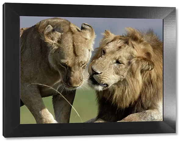 Lion - male & female. Kenya - Africa