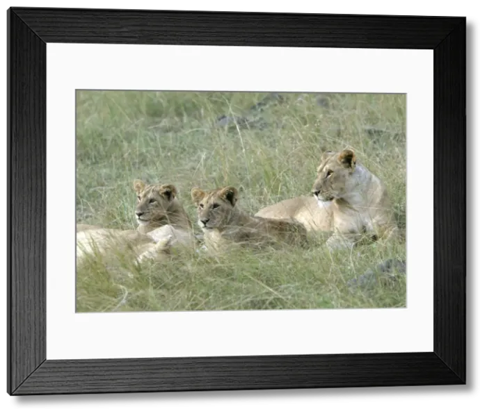 Framed Print : Lion - three females resting. Kenya, Africa Framed Print : Lion - three females resting. Kenya, Africa