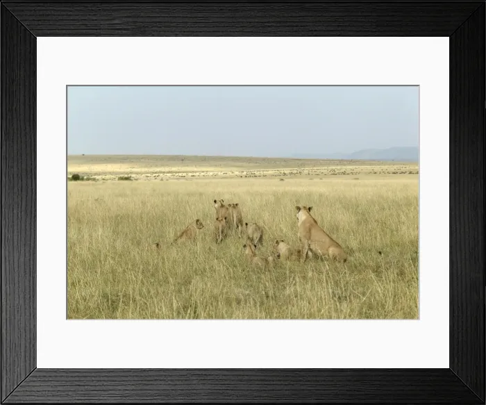 Framed Print : Lion - pide of female & young. Kenya, Africa Framed Print : Lion - pide of female & young. Kenya, Africa