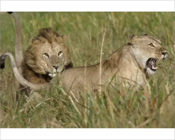 Lion - Male & female, courtship behaviour. Kenya, Africa