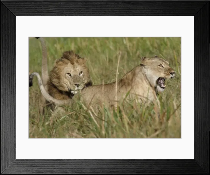 Framed Print : Lion - Male & female, courtship behaviour. Kenya, Africa Framed Print : Lion - Male & female, courtship behaviour. Kenya, Africa
