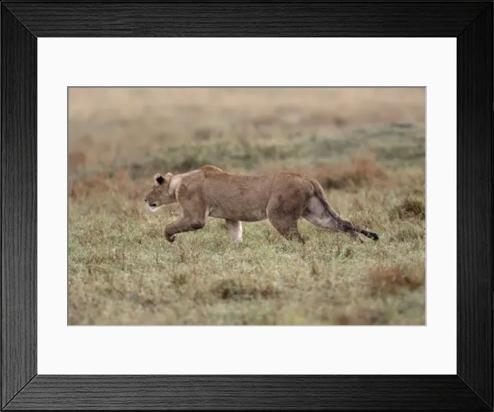 Framed Print : Lion - stalking. Maasai Mara National Park, Kenya, Africa Framed Print : Lion - stalking. Maasai Mara National Park, Kenya, Africa