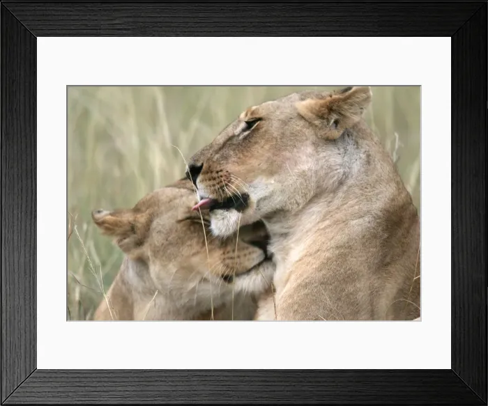 Framed Print : Lion - two females rubbing heads. Kenya, Africa Framed Print : Lion - two females rubbing heads. Kenya, Africa