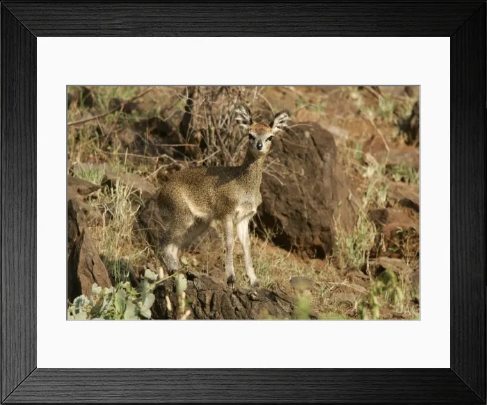 Framed Print : Klipspringer. Bogoria, Kenya, Africa Framed Print : Klipspringer. Bogoria, Kenya, Africa