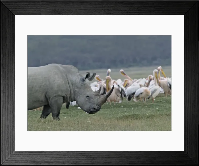 Framed Print : White rhinoceros. Nakuru, Kenya, Africa Framed Print : White rhinoceros. Nakuru, Kenya, Africa