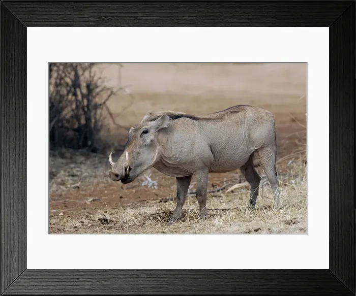 Framed Print : Warthog. Maasai Mara National Park - Kenya - Africa Framed Print : Warthog. Maasai Mara National Park - Kenya - Africa