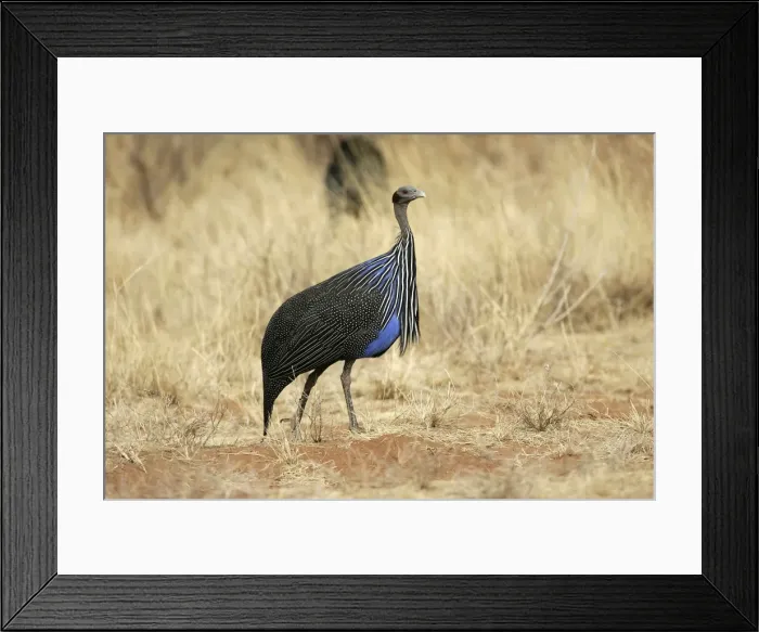 Framed Print : Vulturine Guineafowl. Samburu National Park - Kenya - Africa Framed Print : Vulturine Guineafowl. Samburu National Park - Kenya - Africa