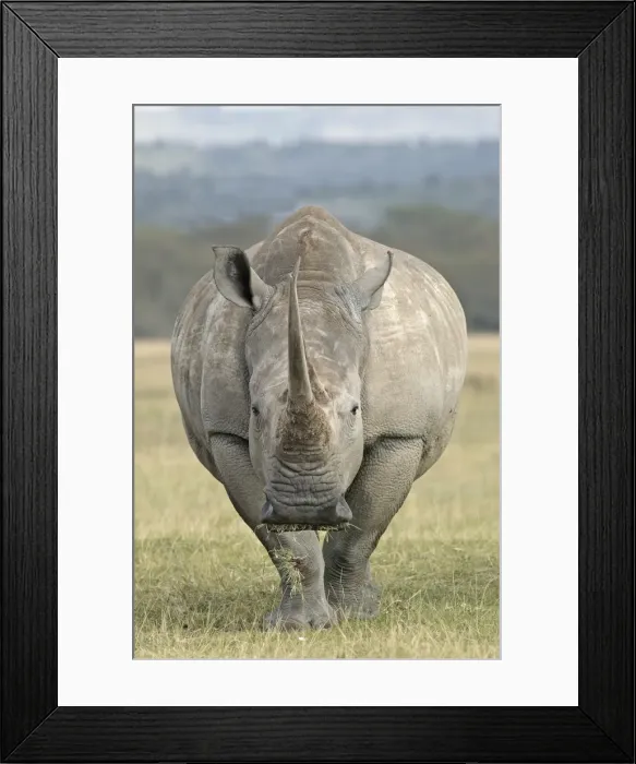 Framed Print : White rhinoceros. Nakuru - Kenya - Africa Framed Print : White rhinoceros. Nakuru - Kenya - Africa