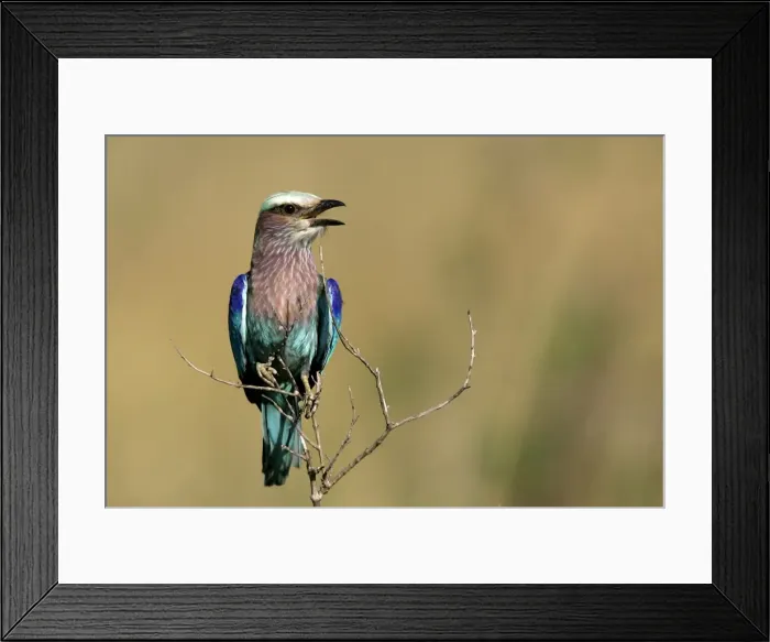 Framed Print : Lilac-breasted Roller. Kenya - Africa Framed Print : Lilac-breasted Roller. Kenya - Africa