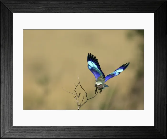 Framed Print : Lilac-breasted Roller - in flight. Kenya - Africa Framed Print : Lilac-breasted Roller - in flight. Kenya - Africa
