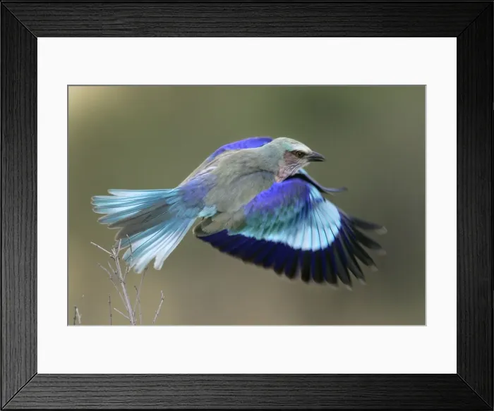 Framed Print : Lilac-breasted Roller - in flight. Kenya - Africa Framed Print : Lilac-breasted Roller - in flight. Kenya - Africa