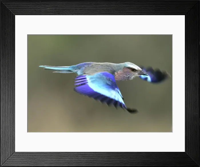 Framed Print : Lilac-breasted Roller - in flight. Kenya - Africa Framed Print : Lilac-breasted Roller - in flight. Kenya - Africa