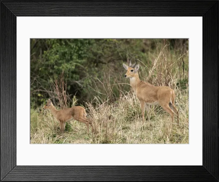 Framed Print : Common / Southern Reedbuck. Maasai Mara National Park - Kenya - Africa Framed Print : Common / Southern Reedbuck. Maasai Mara National Park - Kenya - Africa
