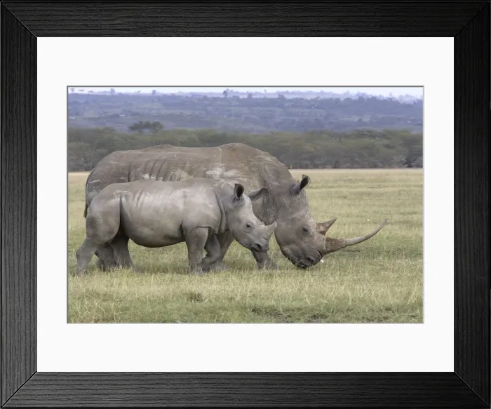 Framed Print : White rhinoceros - adult & young. Nakuru - Kenya - Africa Framed Print : White rhinoceros - adult & young. Nakuru - Kenya - Africa