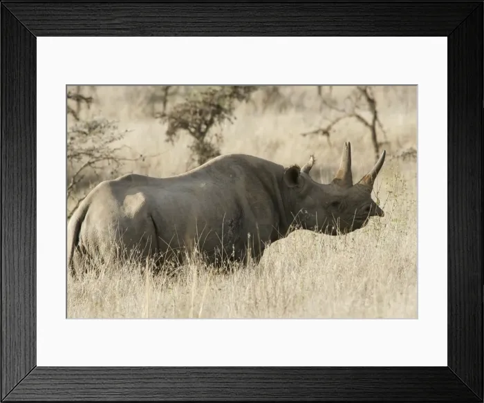 Framed Print : Black / Hook-lipped Rhinoceros. Kenya - Africa Framed Print : Black / Hook-lipped Rhinoceros. Kenya - Africa